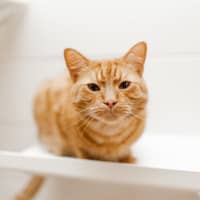 Photo of Jupiter