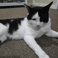 Photo of Frankie   4 Year Old Domestic Short Hair