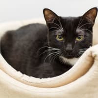 Photo of Jimmy *9 Lives Project Rescue*