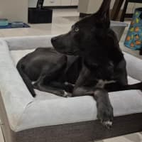 Photo of Asha