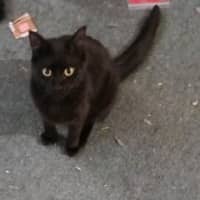 Photo of Shadow