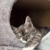 Photo of Tarzan