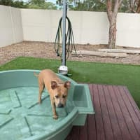 Photo of Milly   1 Year Old Staffy X