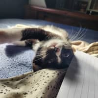 Photo of Sparkles