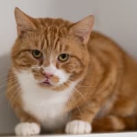 Photo of Chester