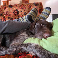 Photo of Forrest