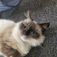 Photo of Lily