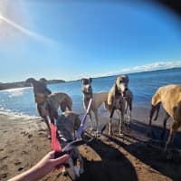 Photo of Bessie, The Greyhound