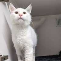 Photo of Falcor