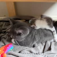 Photo of Pugsley Meet Me At Petstock Chelsea