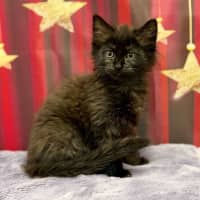 Photo of Kiki   Located In Kew