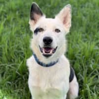 Photo of Polo