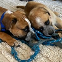 Photo of Oscar   10 Week Old Cattle Dog X Mastiff (Trial)