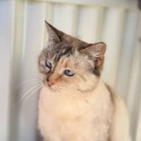Photo of Nova