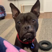 Photo of Letti   2 Year Old Boston Terrier X Staffy