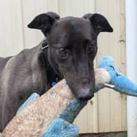 Photo of Earl Grey The Greyhound