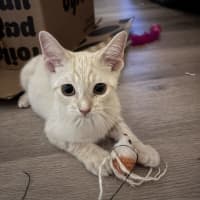 Photo of Perky