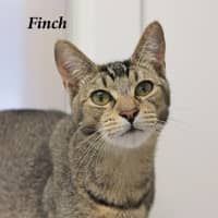 Photo of Finch
