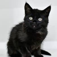 Photo of Catphrodite