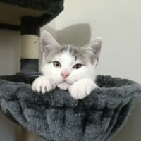 Photo of Pearl