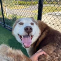 Photo of Prince Imp 1800