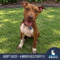 Photo of Sassy   4 Month Old American Staffy X
