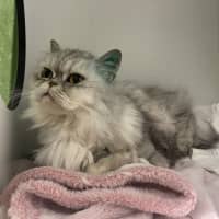 Photo of Melba