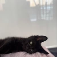 Photo of Bat Bat   In Foster Care In Ashburton