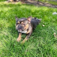 Photo of Milo