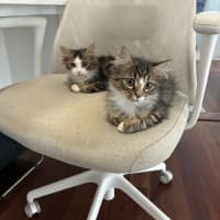 Photo of Sherlock & Sassy Pants   6 Month Old Dmh
