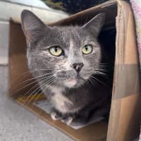 Photo of Opal
