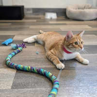 Photo of Fudge   Located In Preston 