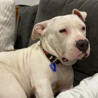 Photo of Lola   2 Year Old Staffy 