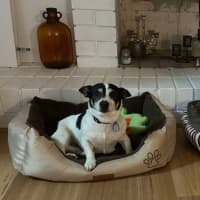 Photo of Oreo