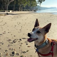 Photo of Lucy   4 Year Old Basenji X