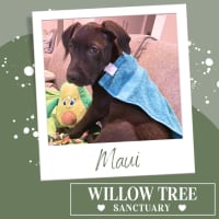 Photo of Maui