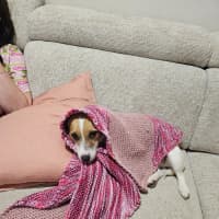 Photo of Lovie  11 Month Old Jack Russell Terrier
