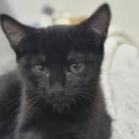 Photo of Gemma   9 Week Old Dsh