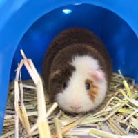 Photo of Bob