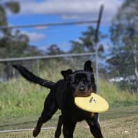 Photo of Bongo
