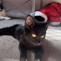 Photo of Draco   Located In Hawthorn East