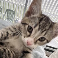Photo of Daphne