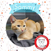 Photo of Sammy *9 Lives Project Rescue*