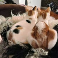 Photo of Berlioz And Aurora