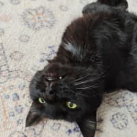 Photo of Shadow