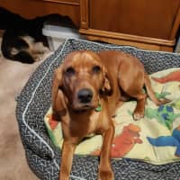 Photo of Bluebelle