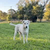 Photo of Bodhi *$350 Adoption Fee*