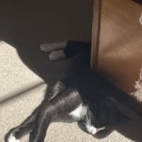 Photo of Mocha