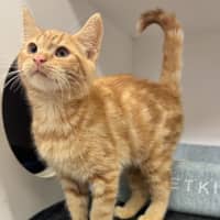 Photo of Hobbes