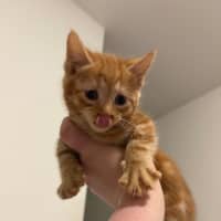 Photo of Roy Harper **2nd Chance Cat Rescue**